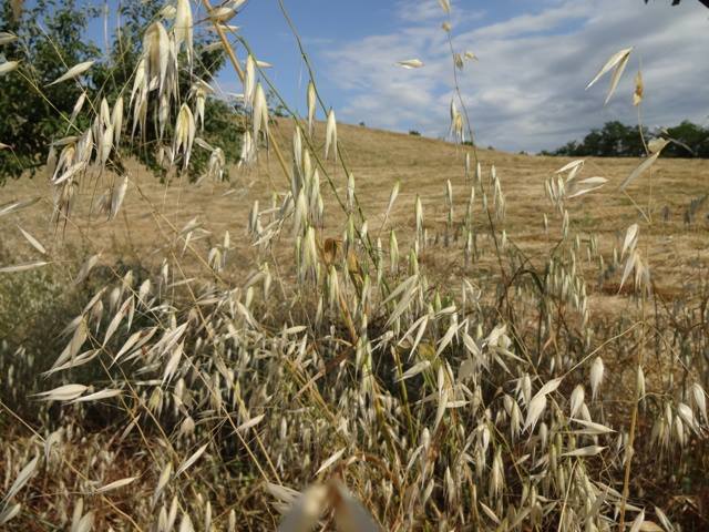 Agriturismo Dulcamara